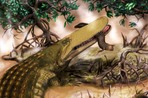 hộp sọ cá sấu