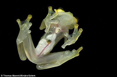 Tuy nhiên, điều đặc biệt là dù có biến màu trong suốt  thì bạn vẫn có thể nhìn thấy tim, ruột và những mạch máu đỏ của loài ếch này.