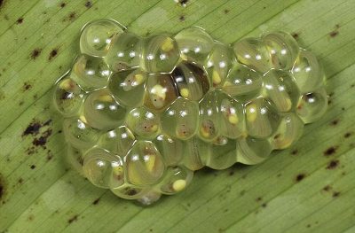  Những chú ếch con trong trứng đang phát triển rất tốt, và chúng cũng sắp đến lúc được nở ra.