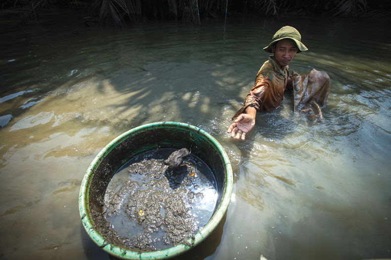 gan trùn chỉ