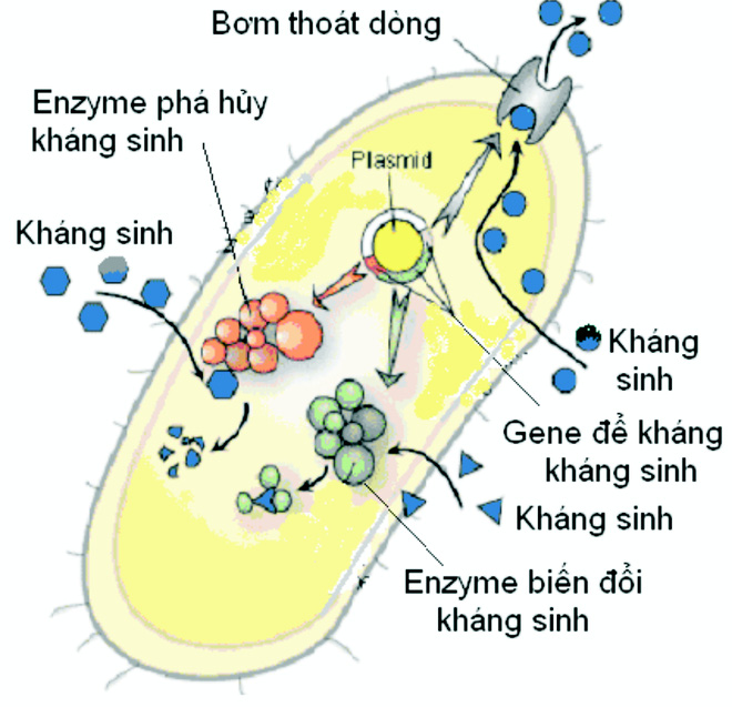 kháng sinh, kháng kháng sinh, sử dụng kháng sinh, lạm dụng kháng sinh, vi khuẩn kháng kháng sinh, cơ chế kháng sinh