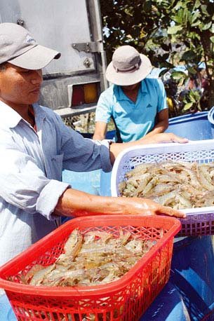 giá tôm thẻ