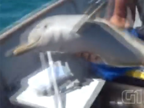 giải cứu cá heo