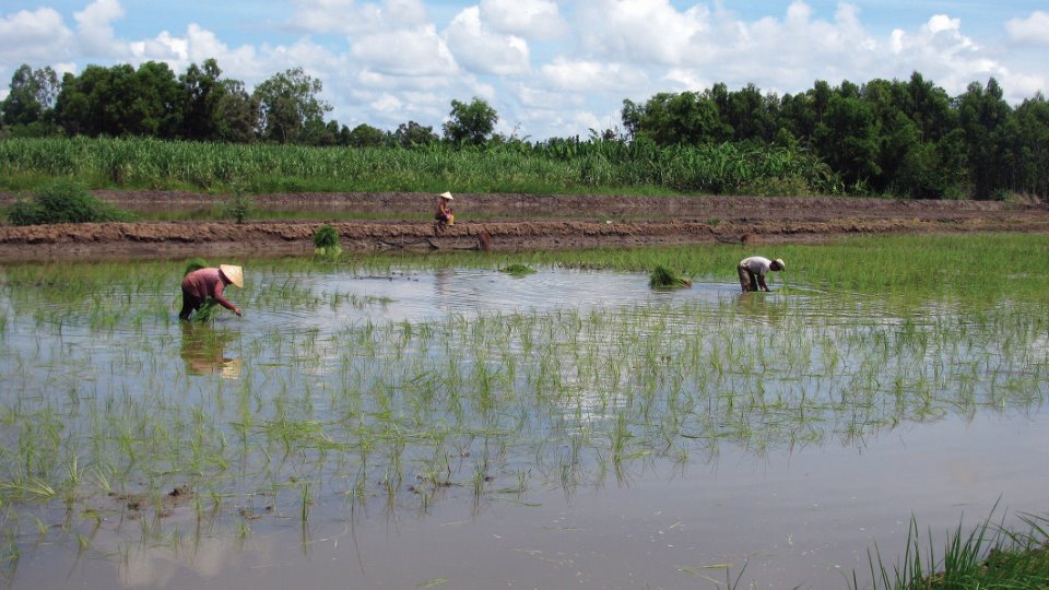 Trồng lúa trên đất nuôi tôm, nuôi tôm, trồng lúa