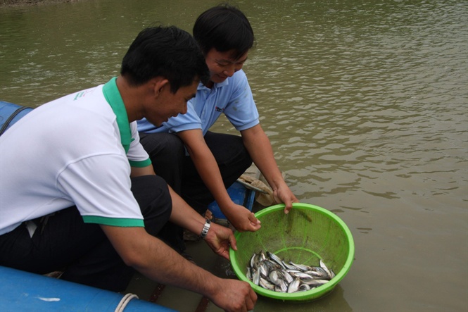 giống cá, cá giống, sản xuất cá giống, giống cá tra, xuất khẩu cá tra