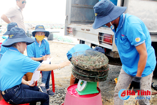 mùa tôm, nuôi tôm ở Hà Tĩnh, sự cố môi trường biển, nuôi tôm thẻ chân trắng