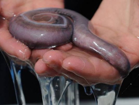 cá lạ, cá mù, cá hagfish, hagfish, sinh học cá, cá lạ,  sinh vật lạ, tự vệ loài cá, hình thức tự vệ cá