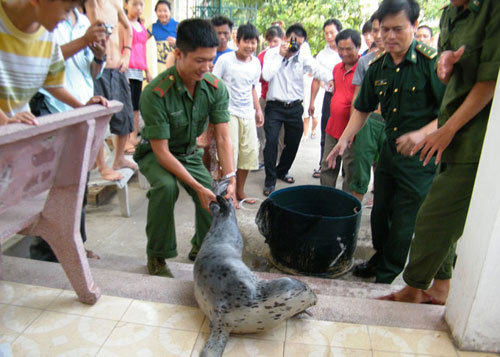 hải cẩu