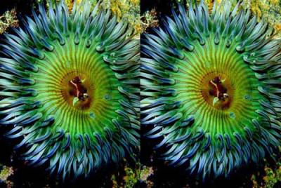 Loài hải quỳ biến giống như hoa hướng dương, chúng có những xúc tu để săn mồi và là loài họ hàng gần của san hô, sức...