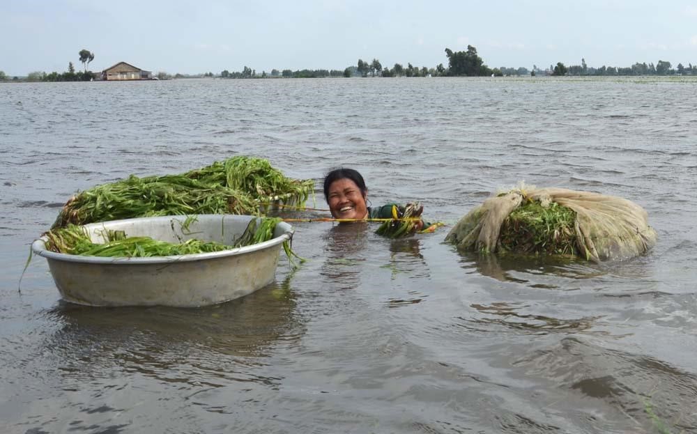 hẹ nước, món ngon hẹ nước, rau dại, lá hẹ nước