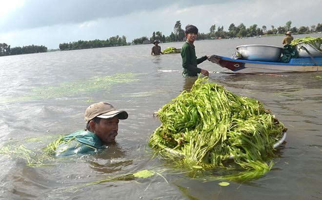 hẹ nước, món ngon hẹ nước, rau dại, lá hẹ nước