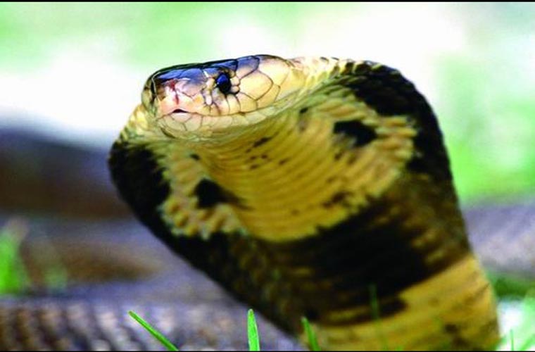 Hổ mang chúa là loài rắn độc dài nhất thế giới, với chiều dài lên tới 5,6 m. Chúng sống chủ yếu ở Ấn Độ, Đông Nam Á.