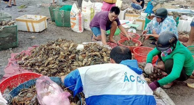 người nuôi tôm, nuôi tôm,nuôi tôm hùm, tôm hùm chết ở Phú Yên