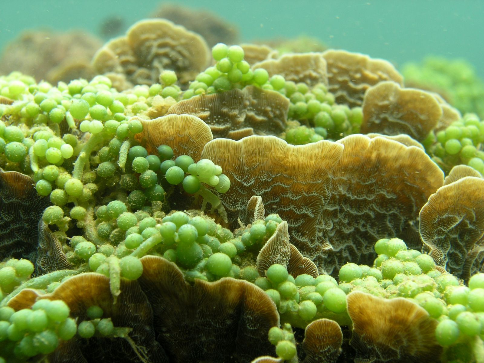 Caulerpa racemosa, đặc tính sinh học rong biển, hoạt chất có trong rong biển