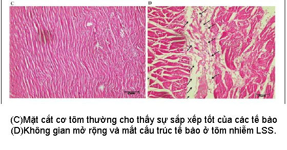 hội chứng lỏng vỏ, bệnh lỏng vỏ, bệnh trên tôm, bệnh LSS trên tôm, bệnh tôm, Loose Shell Syndrome