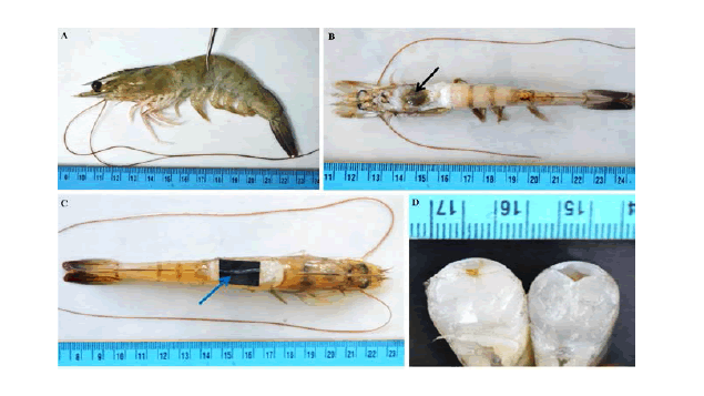 hội chứng lỏng vỏ, bệnh lỏng vỏ, bệnh trên tôm, bệnh LSS trên tôm, bệnh tôm, Loose Shell Syndrome