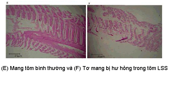 hội chứng lỏng vỏ, bệnh lỏng vỏ, bệnh trên tôm, bệnh LSS trên tôm, bệnh tôm, Loose Shell Syndrome