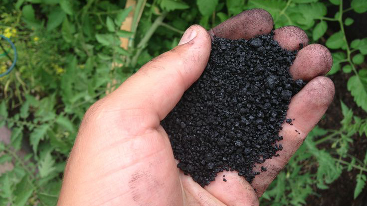 humic acid, humic acid trên cá, humic trên cá, miễn dịch của cá, nguyên liệu thủy sản