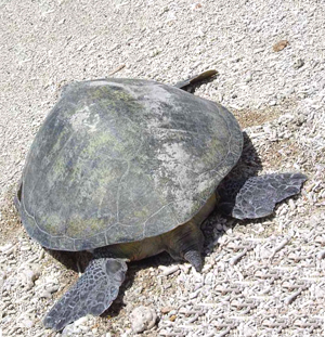 Một cá thể rùa xanh tại bờ biển Côn Đảo (Ảnh: VQG Côn Đảo)