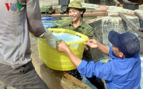 Khai thác sứa biển