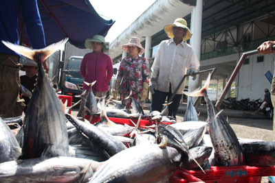 Tàu khai thác cá ngừ đại dương với cá nặng đầy khoang.