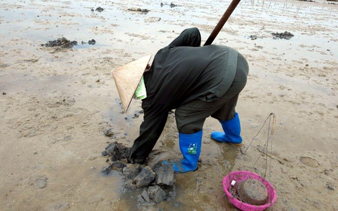 khai thác hải sản sá sùng