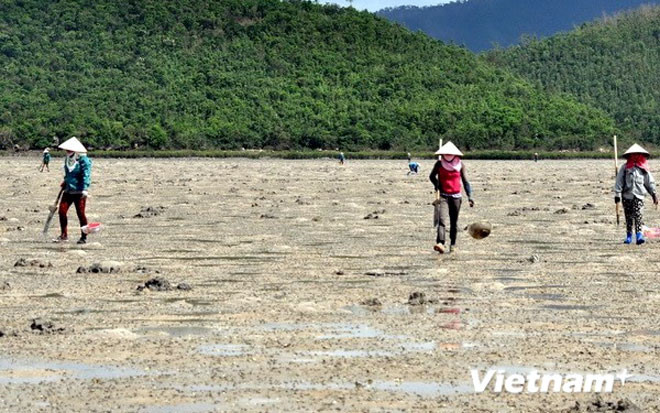 khai thác thủy sản bắt sá sùng