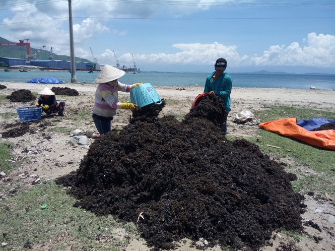 khai thác rong mơ của Ninh Thuận