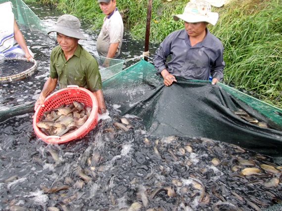 nguồn lợi thủy sản, thả cá, nguồn lợi thủy sản Đồng Tháp, NLTS