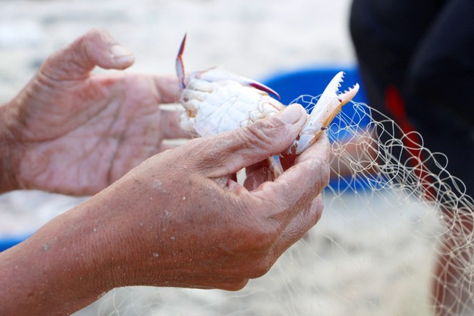 mùa cá khoai, khai thác thủy sản, khai thác thủy sản Huế, cá khoai, đánh bắt cá khoai