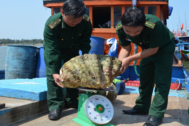 Vỏ sò tai tượng, khai thác vỏ sò tai tượng, sò tai tượng