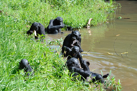 Đàn khỉ bonobo tắm và nghịch nước tại Cộng hòa dân chủ Congo. Ảnh: Conservation International.