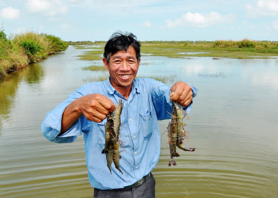 Khi kỹ thuật "bám rễ" đồng ruộng, nuôi tôm quảng canh, nuôi tôm