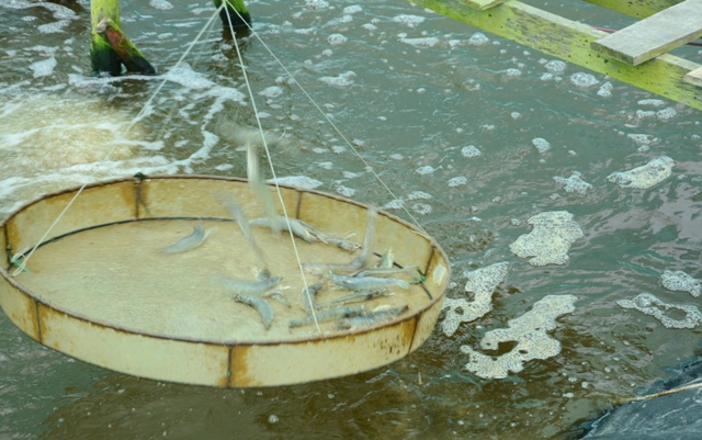 Khó khăn, thách thức của nuôi tôm siêu thâm canh