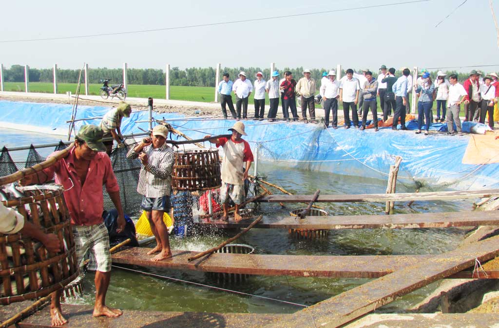 nuôi trồng thủy sản, khó khăn nuôi trồng thủy sản, nuôi cá, nuôi cá long An, nuôi tôm