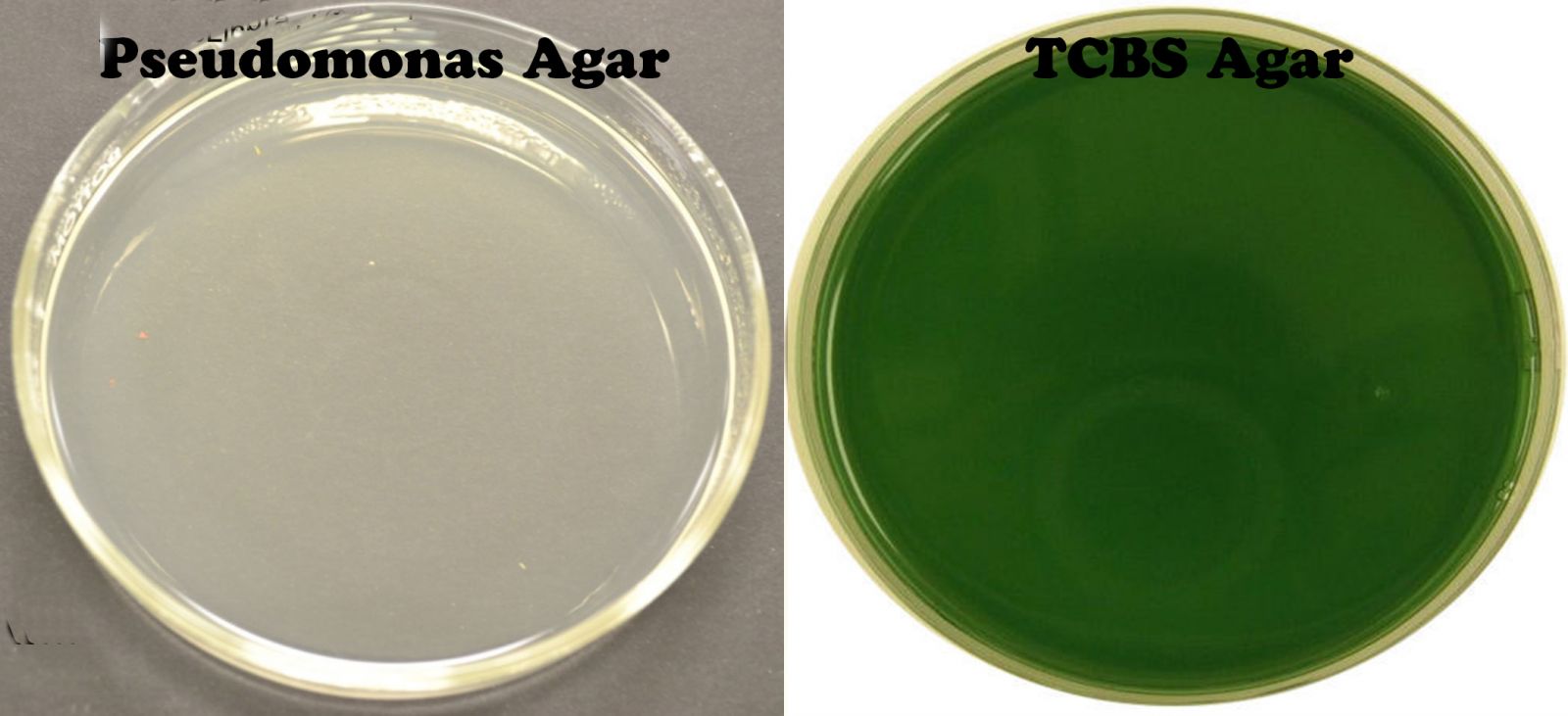 bệnh tôm, bệnh do vibrio, kiểm soát vibrio trên tôm, acid hữu cơ, sử dụng acid hữu cơ trên tôm