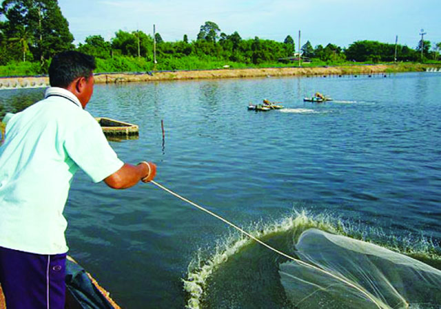 Quăng chài để kiểm tra tôm - Ảnh: Abc.net.au   