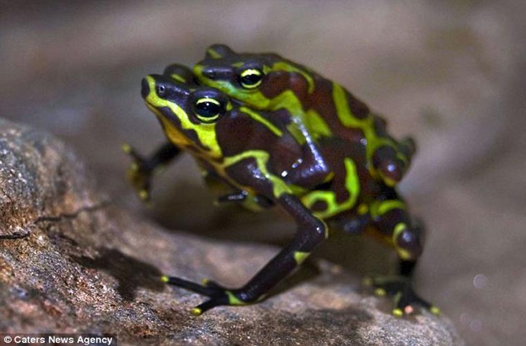  “Những chú ếch này là hi vọng cuối cùng cho giống ếch này”- Brian Gratwicke thuộc Viện sinh học Smithsonian, một thành viên tham gia dự án bảo tồn này cho hay.