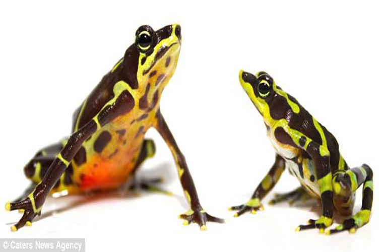 Sự suy giảm về nơi sống, khí hậu thay đổi, ô nhiễm, bệnh tật là những nguyên nhân khiến từ 94 đến 120 loài đã tuyệt chủng từ năm 1980.