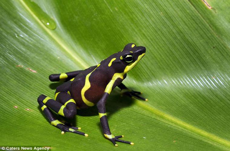 Với gần 1/3 số lượng loài lưỡng cư đang có nguy cơ bị tuyệt chủng, dự án này nhằm mục đích cứu các loài ếch tại Panama, nơi vẫn còn lưu giữ được tính đa dạng sinh học tốt nhất trên thế giới.