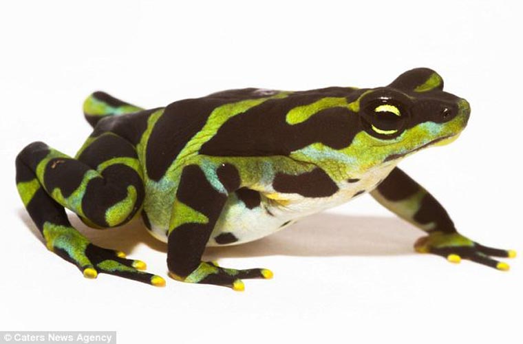 Dự án bảo tồn Panama đang nuôi dưỡng 55 cá thể ếch đa sắc với những dải màu hình chữ V và những dải màu thẳng.Tuy nhiên khó khăn lớn nhất của họ là mỗi loài cần một phương pháp chăm sóc đặc biệt để nuôi lớn và nhân giống.