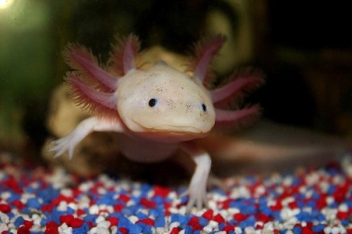 Kỳ nhông Axolotl