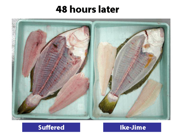 kỷ thuật bảo quản cá, chế biến cá, cách bảo quản cá của người Nhật, bảo quản thủy sản sau thu hoạch