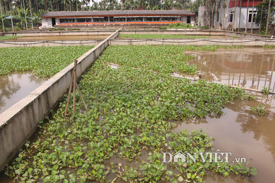 kỹ thuật nuôi baba, nông dân làm giàu, nuôi baba bằng cá mè, thức ăn baba, kinh nghiệm nuôi baba