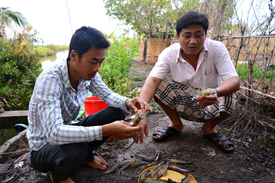 kỹ thuật nuôi tôm quảng canh cải tiến cho bà con nông dân.