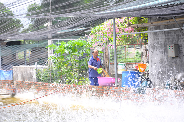 kỹ thuật nuôi tôm, mô hình nuôi tôm, tỷ phú nuôi tôm, tôm thẻ chân trắng, lợi nhuận cao, nông dân làm giàu, Hạ Long, nuôi tôm Quảng Ninh