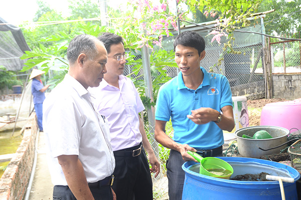 kỹ thuật nuôi tôm, mô hình nuôi tôm, tỷ phú nuôi tôm, tôm thẻ chân trắng, lợi nhuận cao, nông dân làm giàu, Hạ Long, nuôi tôm Quảng Ninh