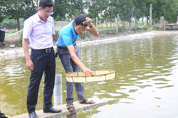 kỹ thuật nuôi tôm, mô hình nuôi tôm, tỷ phú nuôi tôm, tôm thẻ chân trắng, lợi nhuận cao, nông dân làm giàu, Hạ Long, nuôi tôm Quảng Ninh