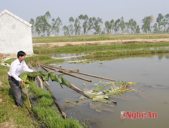 lá chuối