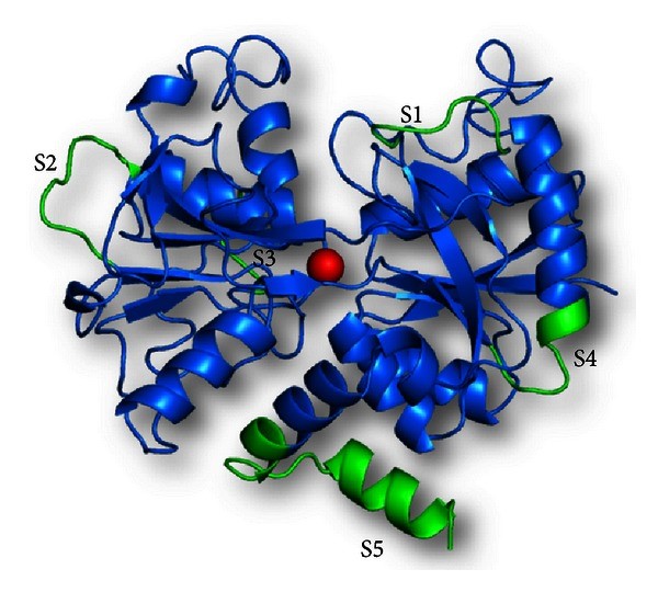 bovine lactoferrin, bovine lactoferrin in fish, lactoferrin, lactoferrin trên cá